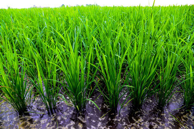 Crops growing on field