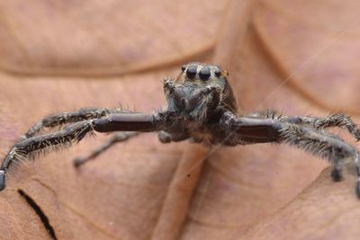 Close-up of spider