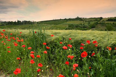 Red poppies on field against sky