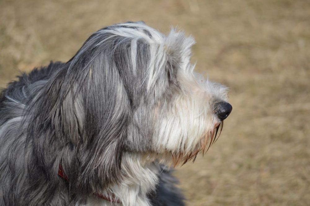 animal themes, one animal, mammal, dog, domestic animals, pets, animal hair, animal head, focus on foreground, close-up, animal body part, looking away, outdoors, day, zoology, no people, relaxation, mouth open, side view, nature