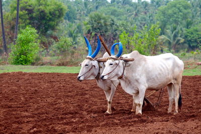 Cows standing on field