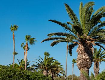 Low angle view of coconut palm trees against blue sky