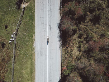 High angle view of an animal on road