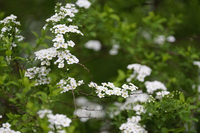 Flowers blooming outdoors