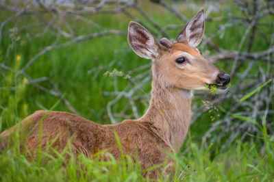 Deer in a field