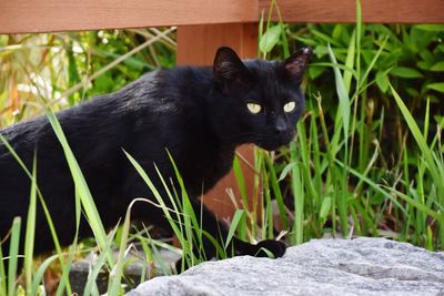Portrait of black cat walking on rock by grass