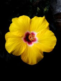 Close-up of yellow flower blooming outdoors