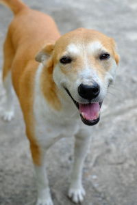 Portrait of dog sticking out tongue