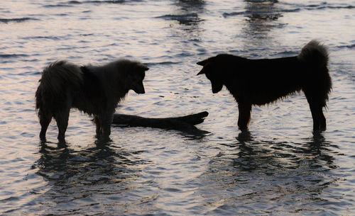 Two horses standing in water