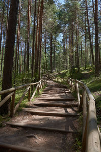 Wooden walkway amidst trees in forest