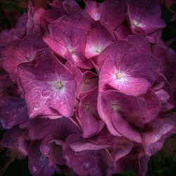 Close-up of flowers blooming outdoors