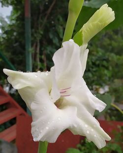 Close-up of wet white rose flower