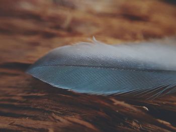 Close-up of feather on wood