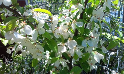 Close-up of white flowers