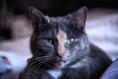 Portrait of black cat