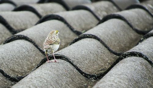  outdoorsbird contact relaxation