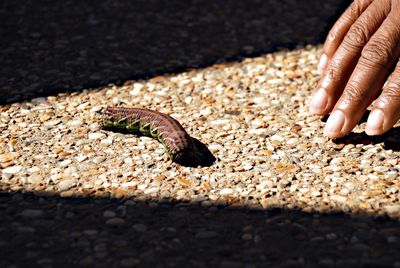 Close-up of hand feeding lizard