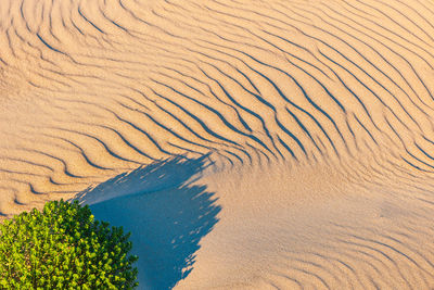 Green bush and wind-patterned sand on beach