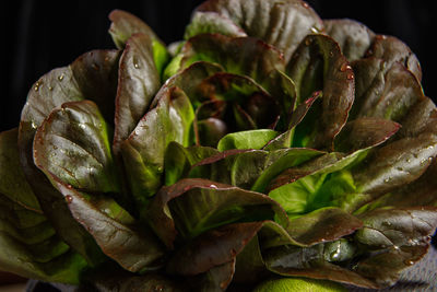 Bunch of fresh lettuce leaves on a dark background. close-up.