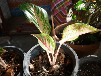 Close-up of plant