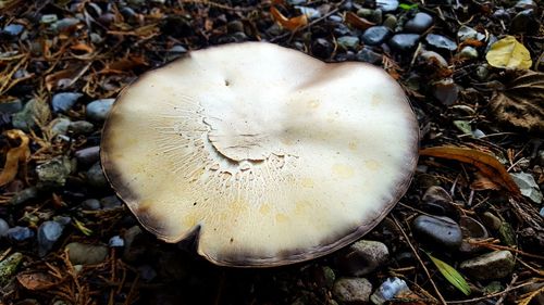 High angle view of mushroom growing on field