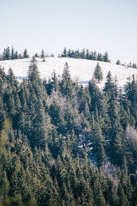 Pine trees in forest against clear sky