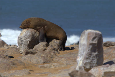 Seal resting on rock at shore