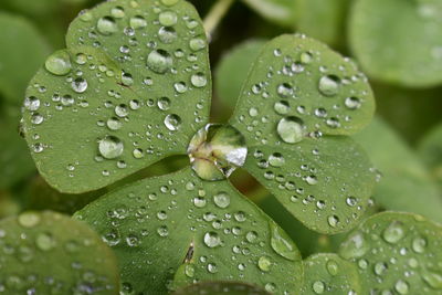 Close-up of water drops on leaf