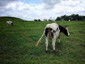 Cows in a field