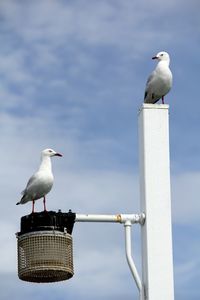 Seagull perching on wooden post against sky