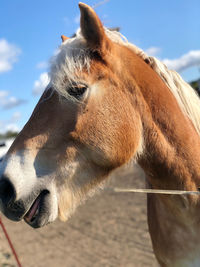 Close-up of horse in ranch