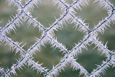 Close-up of frosted fence