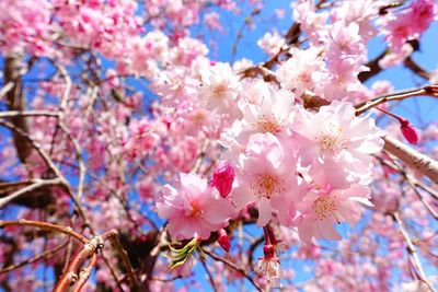 Close-up of cherry blossoms in spring