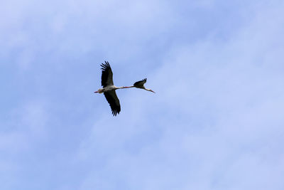 Low angle view of bird flying in sky