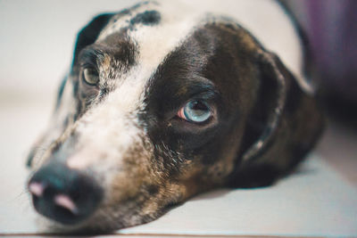 Close-up of dog looking away