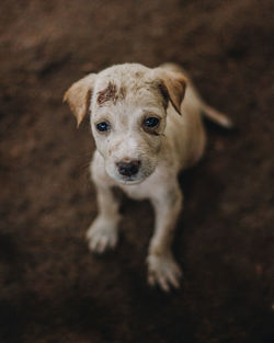 High angle portrait of cute puppy