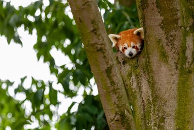 Portrait of a squirrel on tree