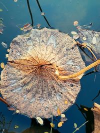 High angle view of water lily amidst leaves floating on lake