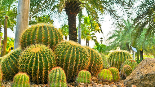 View of cactus plant in forest