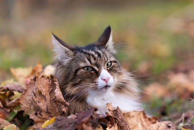 Close-up of a cat looking away