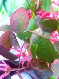 Close-up of pink flower