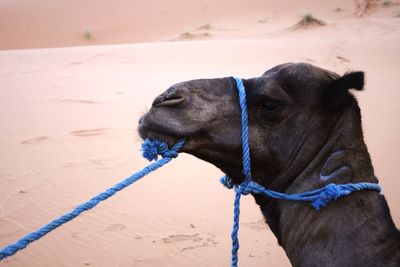 Close-up of a dog