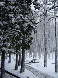Trees on snow covered landscape