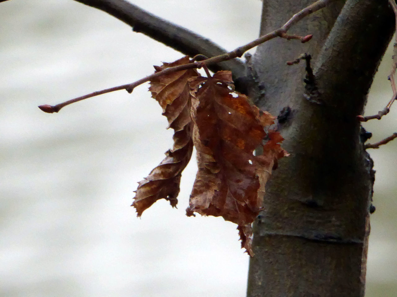 CLOSE-UP OF BRANCH AGAINST SKY