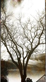 Low angle view of bare tree against sky