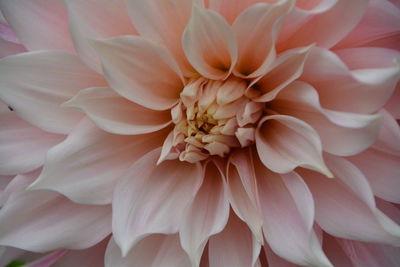 Detail shot of pink flower