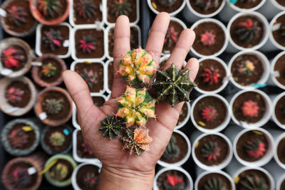 Midsection of person holding succulents