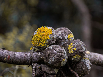 Close-up of yellow flowering plant on branch