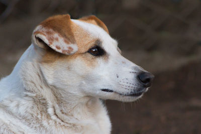 Close-up of dog looking away