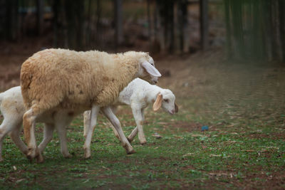 Sheep in a field